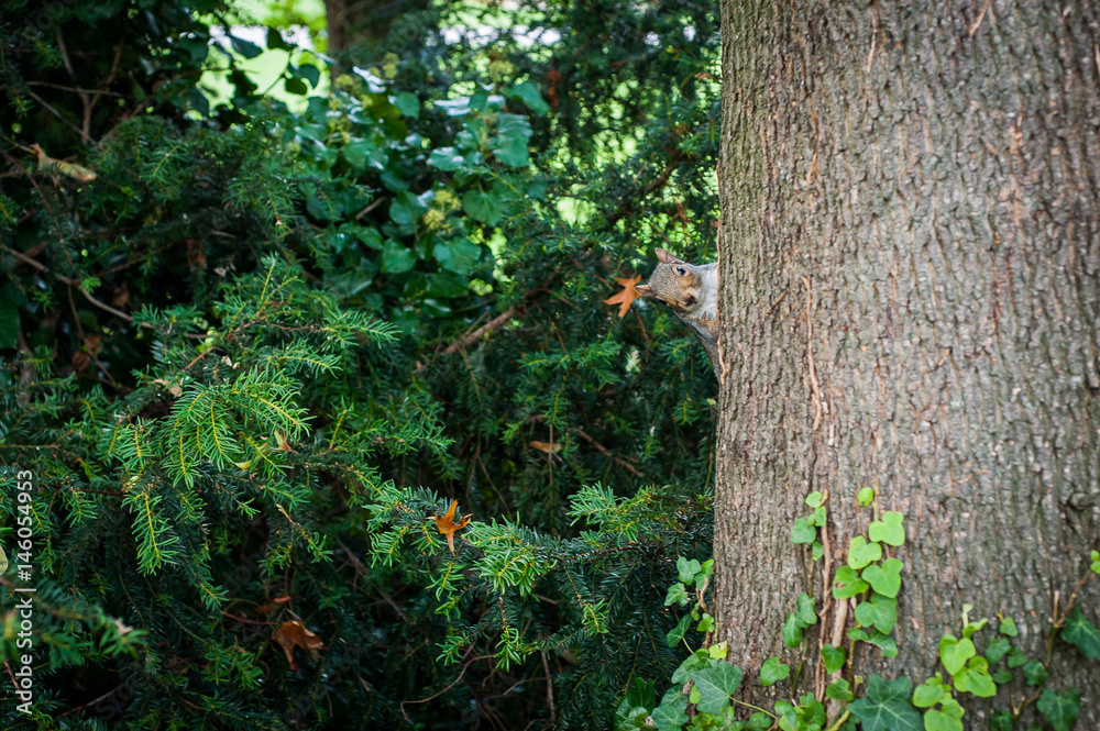 2017 January United Kingdom London, Squirrel in one of london parks