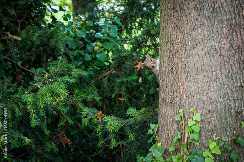 Obraz na płótnie 2017 January United Kingdom London, Squirrel in one of london parks w salonie