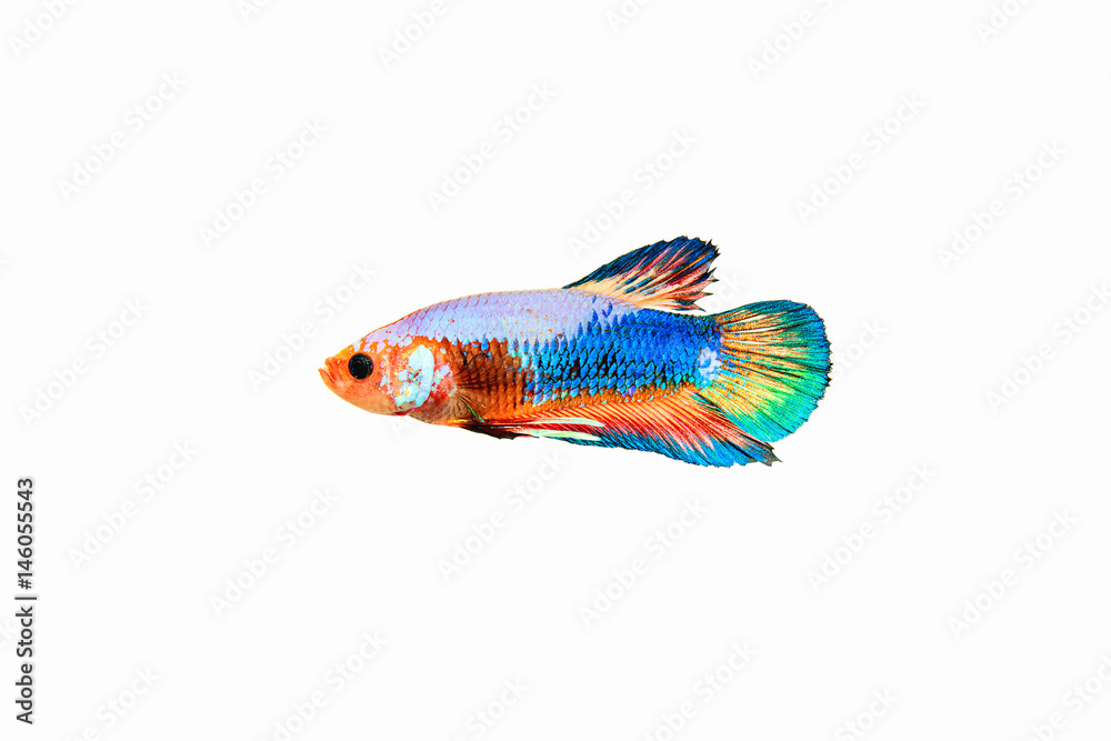 Fototapeta premium Fighting Fish,Thailand
