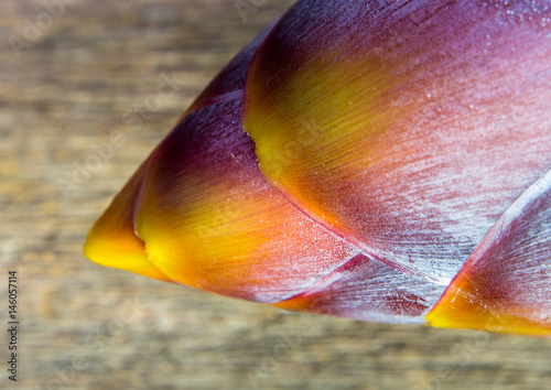 Silver bluggoe banana blossom photo