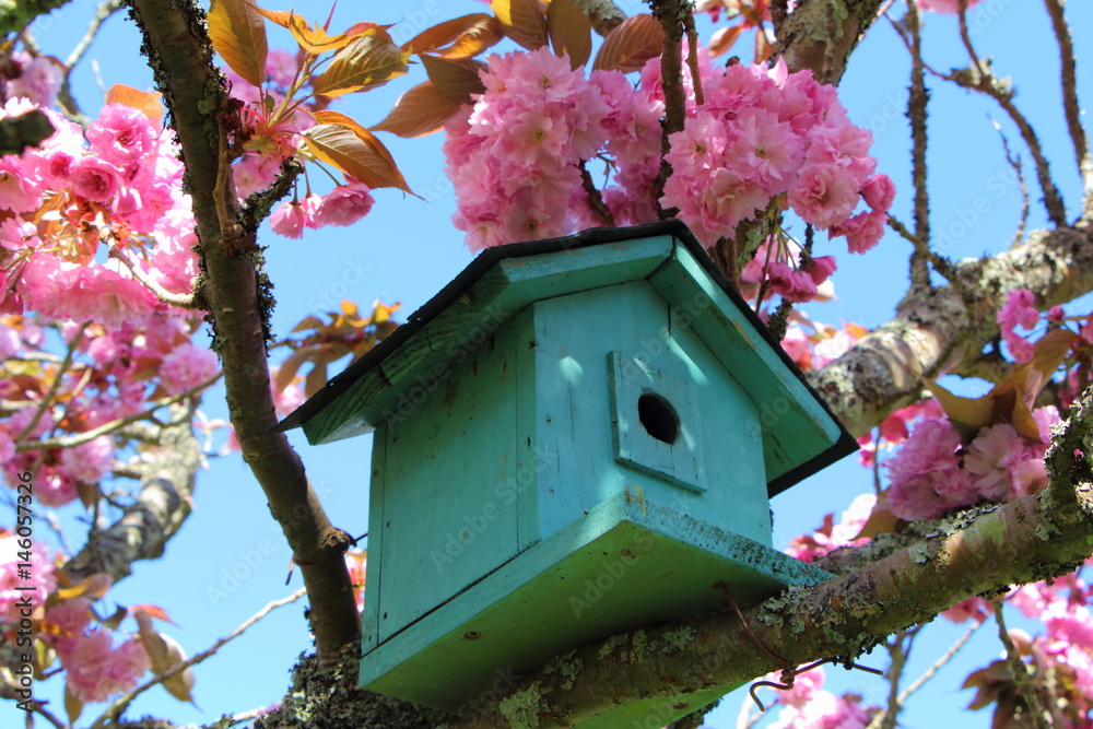 Nichoir à oiseaux dans cerisier japonais