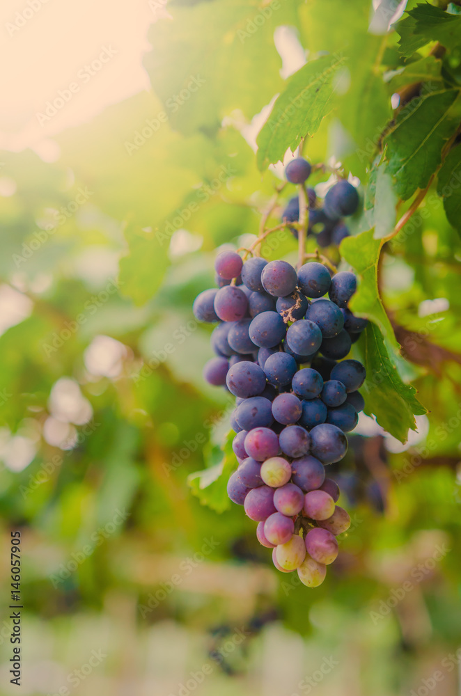vineyard with ripe grapes in countryside  Soft-focus image and filter lens flare