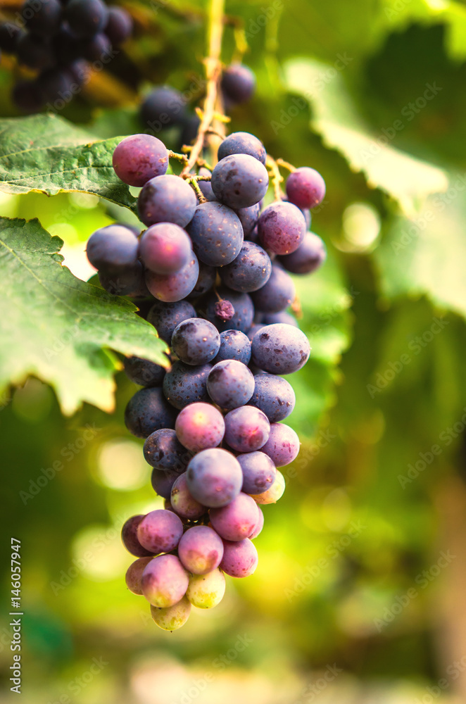 Naklejka premium vineyard with ripe grapes in countryside Soft-focus image and filter lens flare