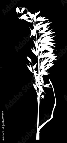 oat silhouette with many grains on black