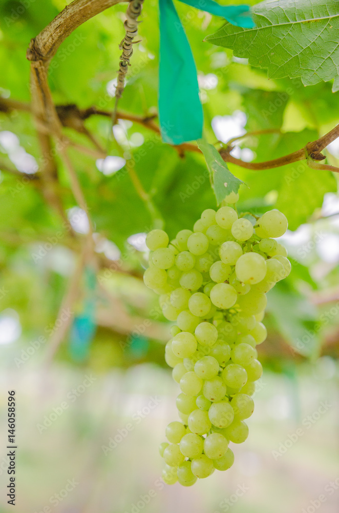 vineyard with ripe grapes in countryside Soft-focus image and filter lens flare vineyard with ripe grapes in countryside Soft-focus image and filter lens flare
