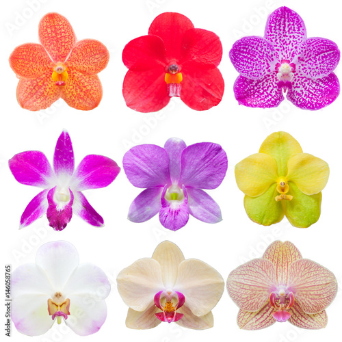 orchid flowers on isolate  © Sutasinee