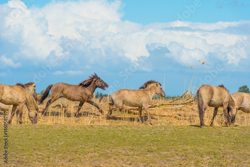 Horses in a field in wetland in spring © Naj