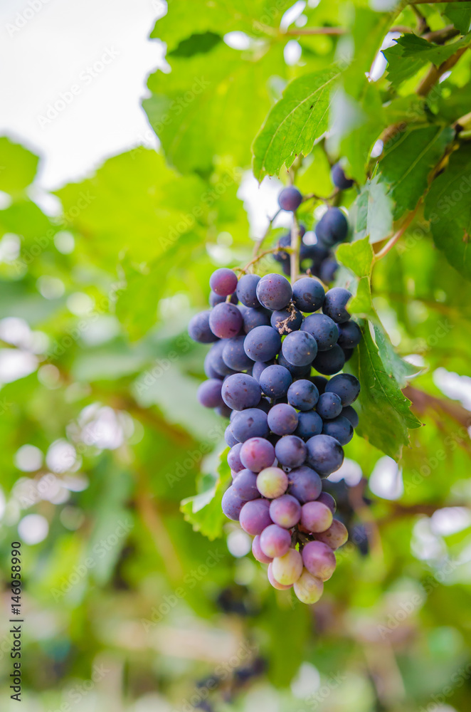 vineyard with ripe grapes in countryside  Soft-focus image and filter lens flare