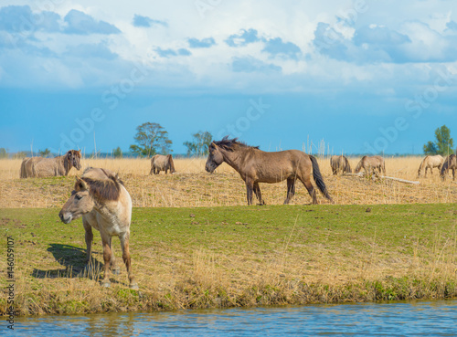 Horses along the shore of a lake in spring © Naj