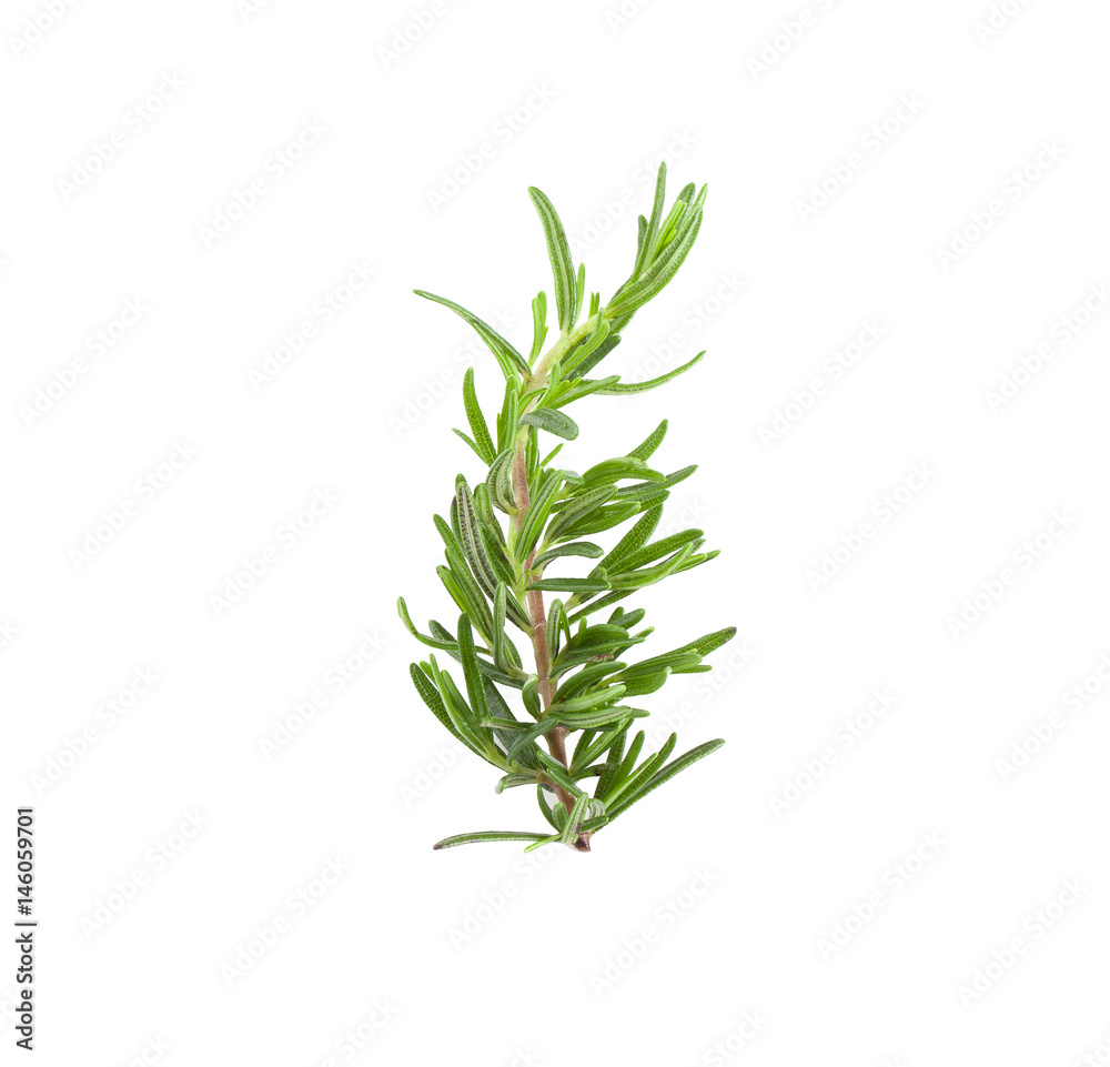Twig of rosemary on a white background Twig of rosemary on a white background