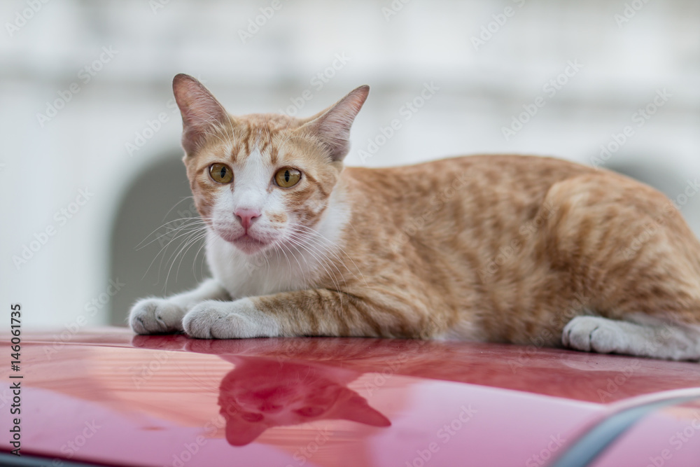 Stray cat sitting on red car roof