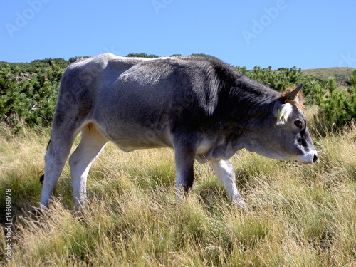 Südtirol, Kuh, grasen, Alm, Weide, Wiese