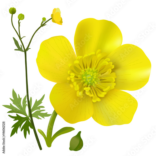 Buttercup - Ranunculus.
Hand drawn vector illustration of a wildflower in realistic style, on white background.
