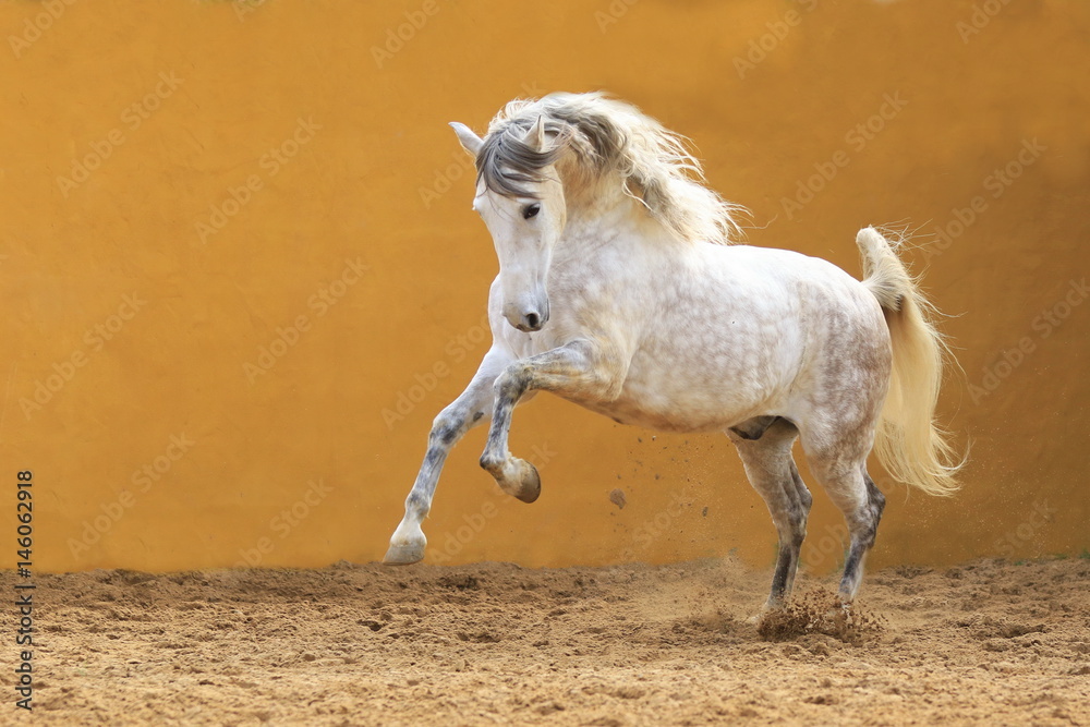 Fototapeta premium Hiszpański ogier galopuje przed żółtą ścianą