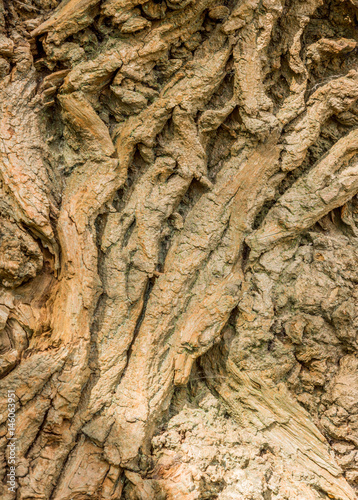 Unusual tree bark texture on trees at Worthington Lakes, Standish, Lancashire, uk photo