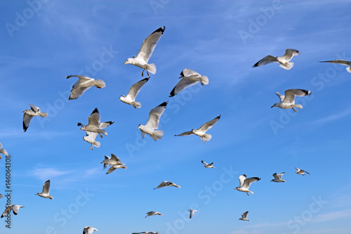 Ring-billed sea gulls against a blue sky © sbgoodwin