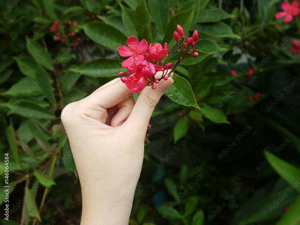 Woman hand touching pink flowers 
