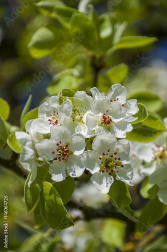  Apfelblüten Bodenseeregion