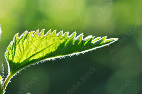 feuille d'ortie dentelée et velue éclairée par  lumière naturelle