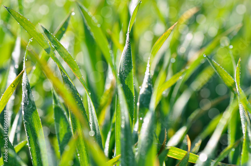 rosée sur feuillage de blé vert
