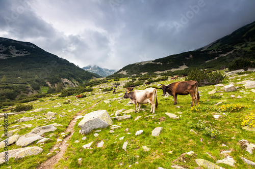 Herd of cows on a pasture in the mountain