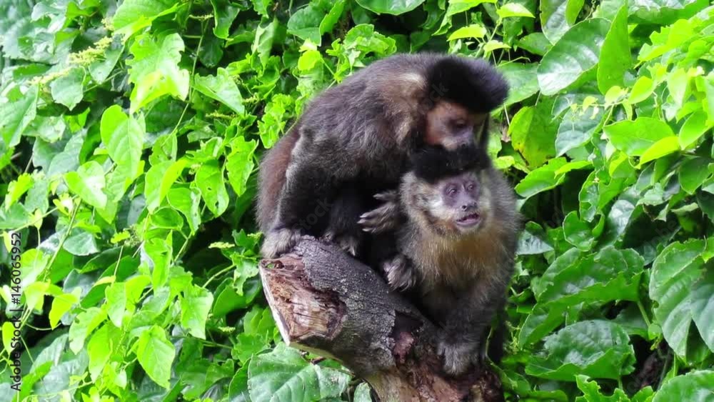 Casal de macaco-prego.