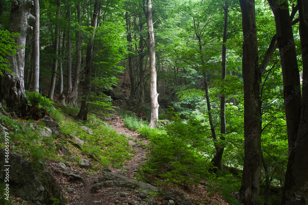 Footpath in a green forest Footpath in a green forest