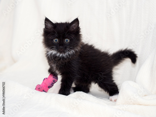 Photography Injured black kitten with pink bandaged front paw and limb