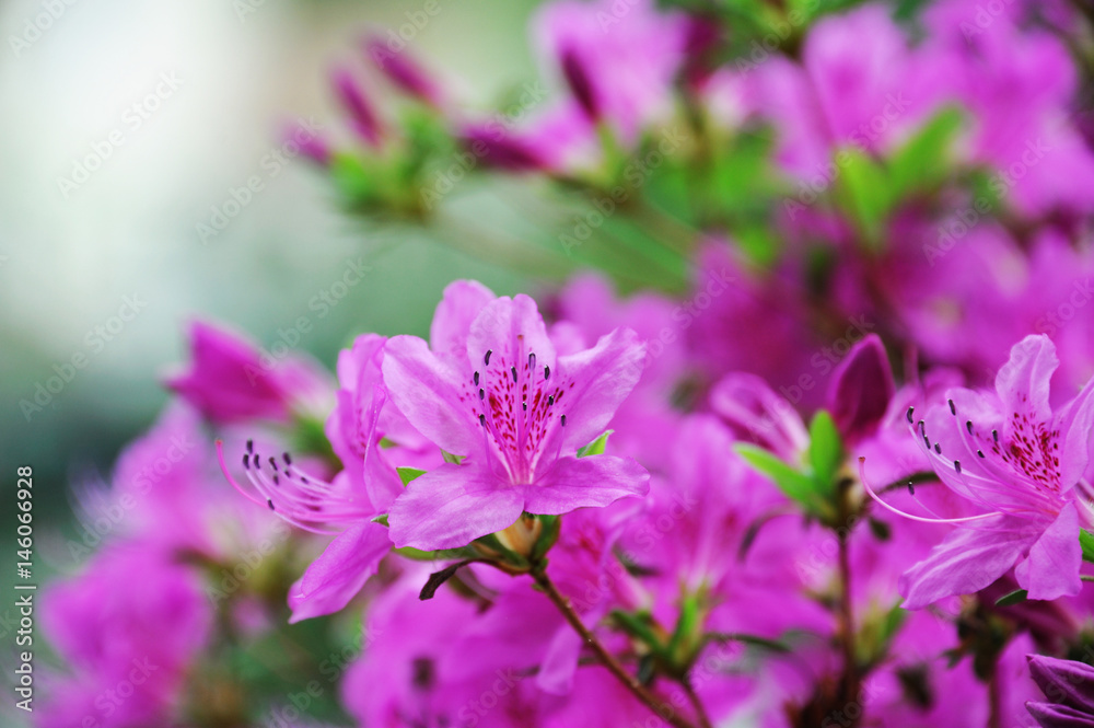 close up on blooming purple rhododendron in spring close up on blooming purple rhododendron in spring