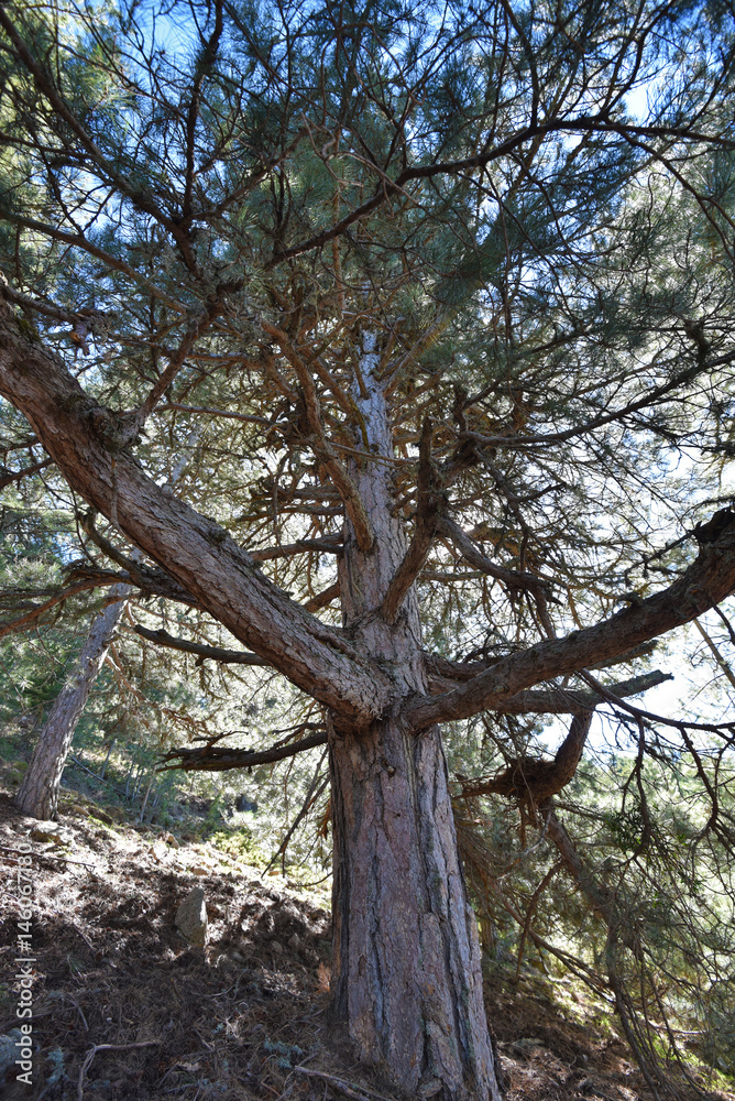 Fototapeta premium Corsican Laricio pine tree in the mountain slope forested