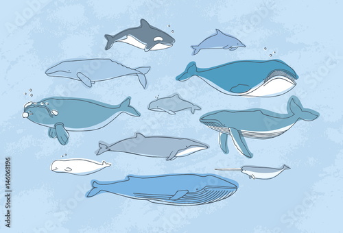 Different whale set. Hand drawn doodle illustration collection.