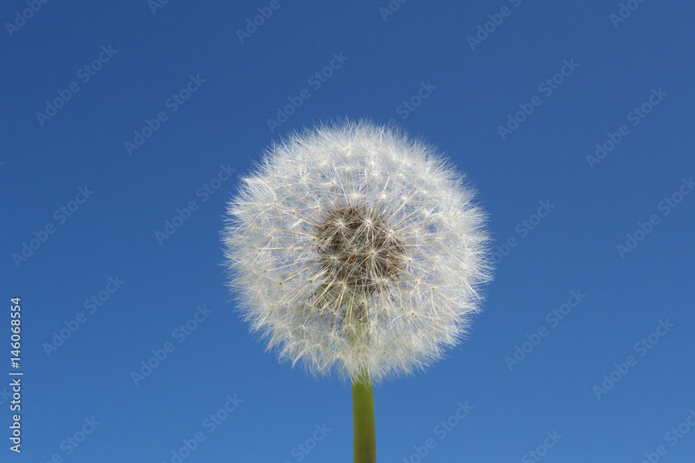 タンポポの綿毛と青空