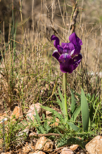 Fototapeta Naklejka Na Ścianę i Meble -  Blommande iris