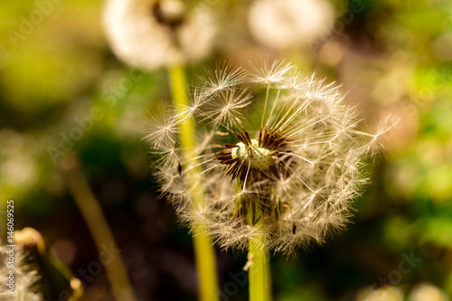 Dandelion flower