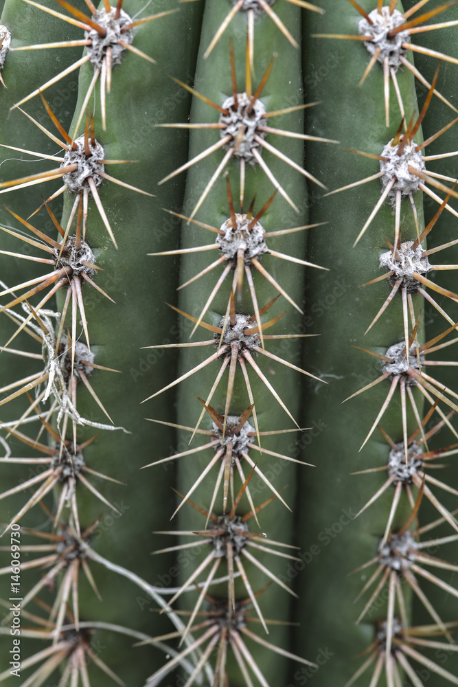 Kaktusstacheln (Trichocereus pasacana) Kaktusstacheln (Trichocereus pasacana)