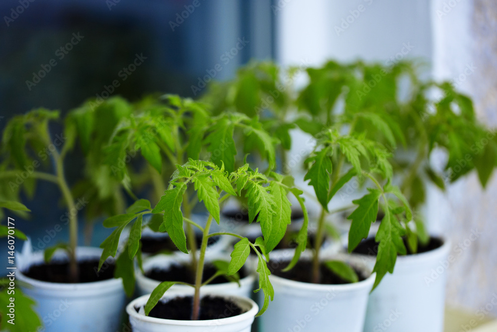 Tomato seedlings in white plastic cups on the window in the greenhouse. Young green plants. The theme of spring and agriculture