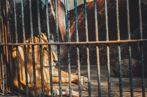 giza, egypt, march 4, 2017: view of lion in cage at giza zoo