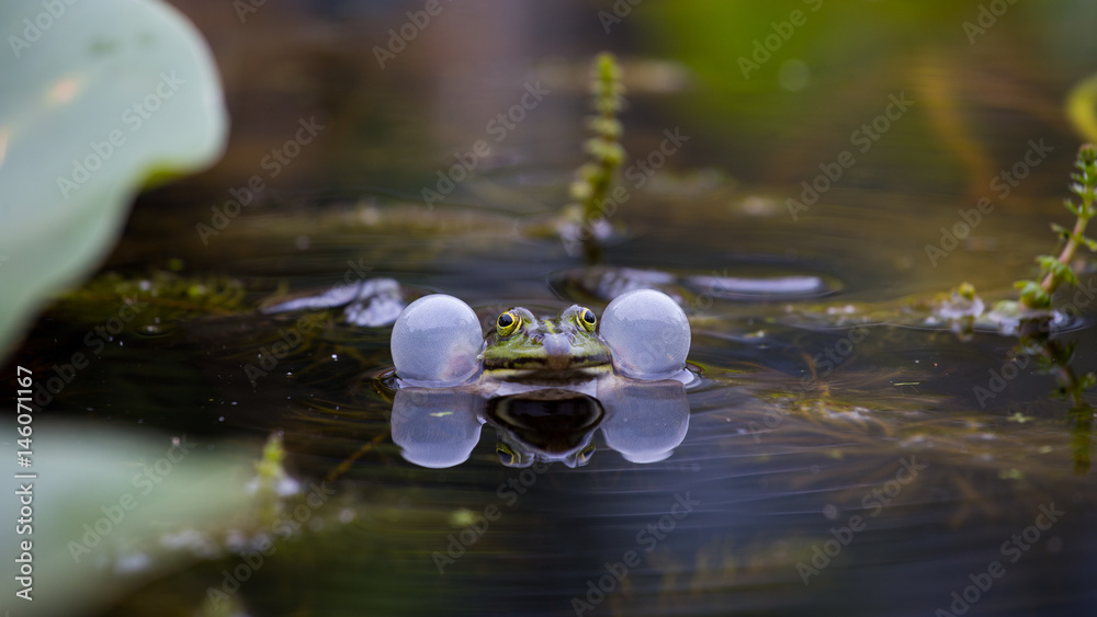 Fototapeta premium Teichfrosch (Rana esculenta)