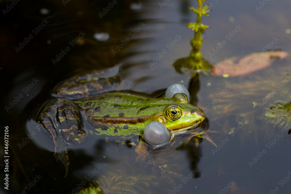 Teichfrosch (Rana esculenta)