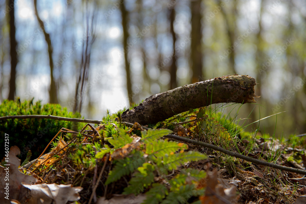 Fototapeta premium Wald im Frühling