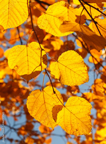 Vibrant yellow autumn leaves, natural background.