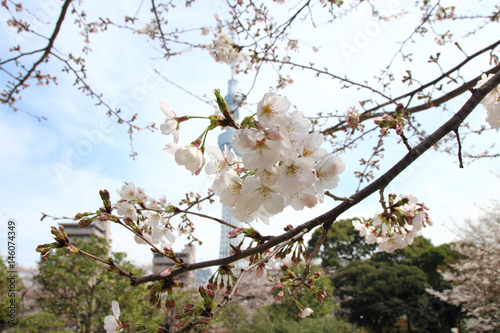 Japanese cherry blossom