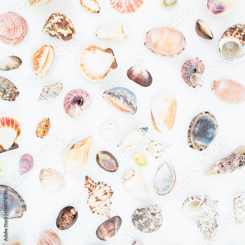 Natural pattern of tropical sea shells on white background. Flat lay. Top view. Ocean background