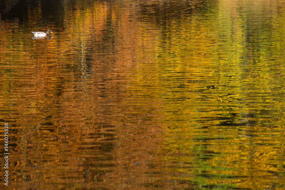Spiegelung von Herbstlaub Spiegelung von Herbstlaub
