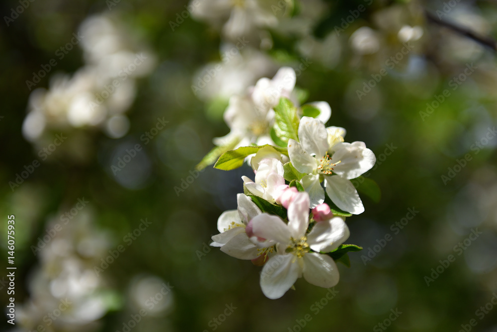 Apple tree blossom at springtime Apple tree blossom at springtime