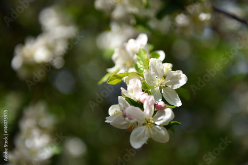 Apple tree blossom at springtime