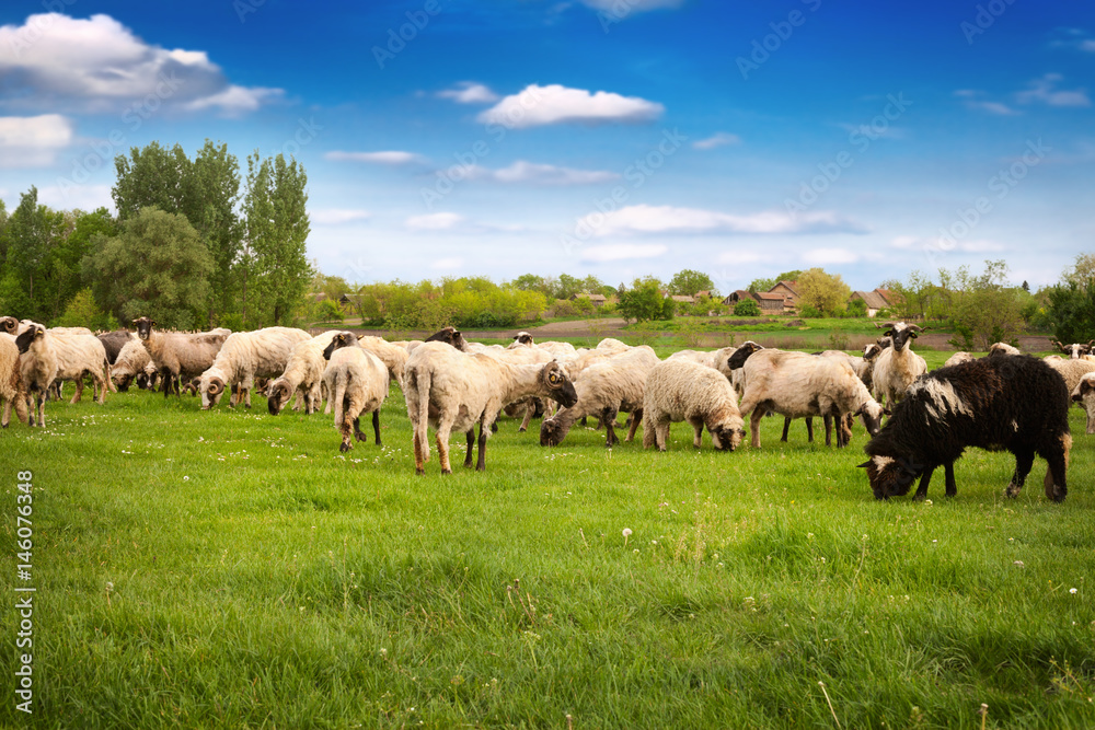 herd of sheeps in the meadow