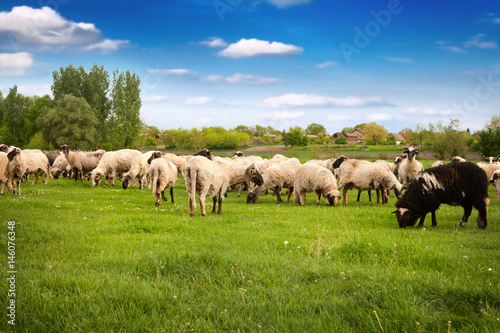 herd of sheeps in the meadow