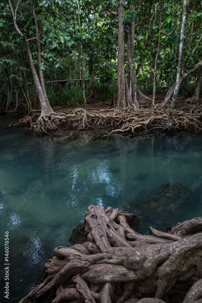 Mangrove forests with turquoise green water in pond, tree roots