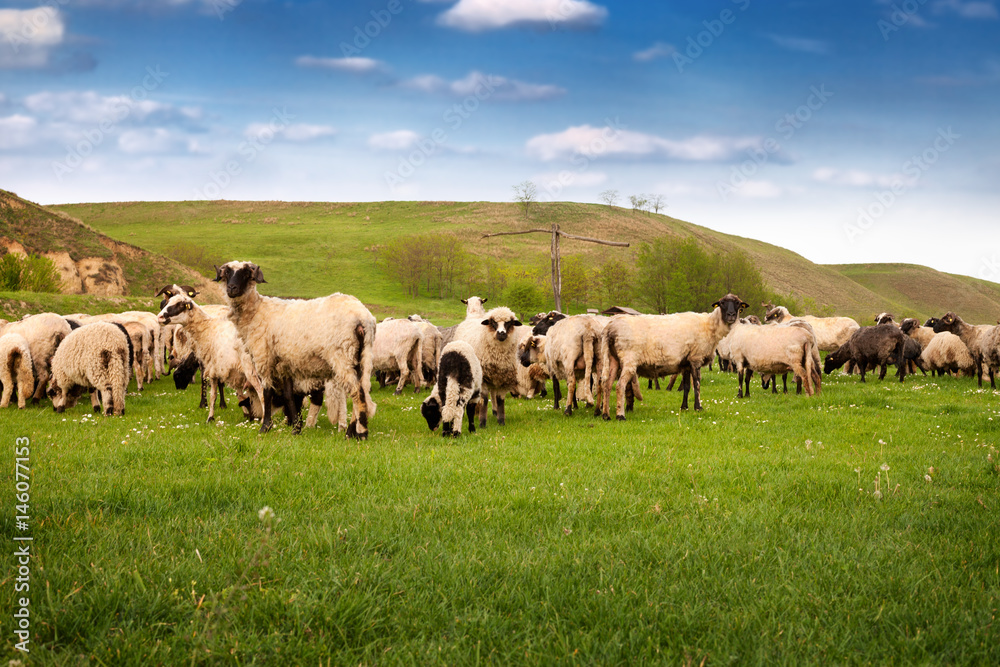 Group of sheep in the nature